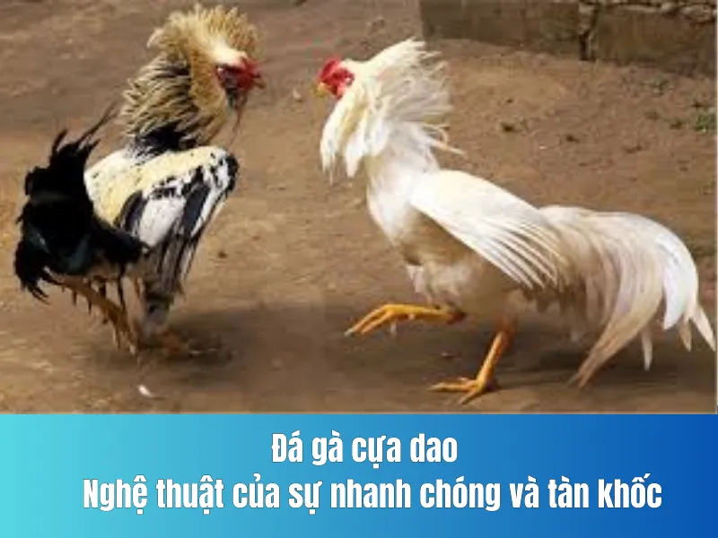 Đá gà cựa dao