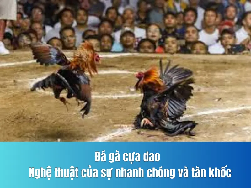Đá gà cựa dao