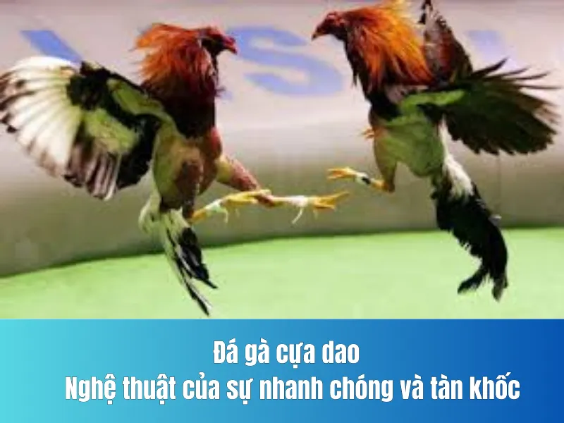 Đá gà cựa dao