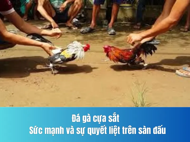 Đá gà cựa sắt