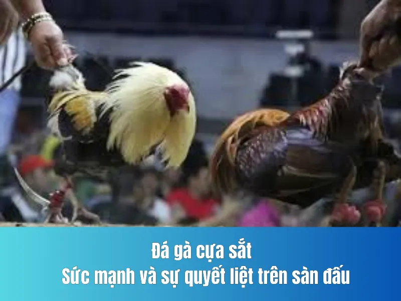 Đá gà cựa sắt