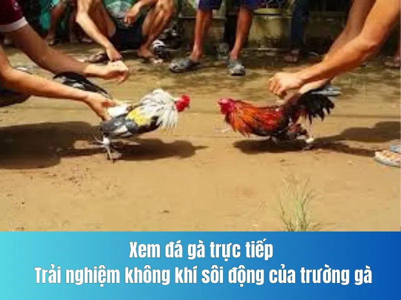 đá gà trực tiếp