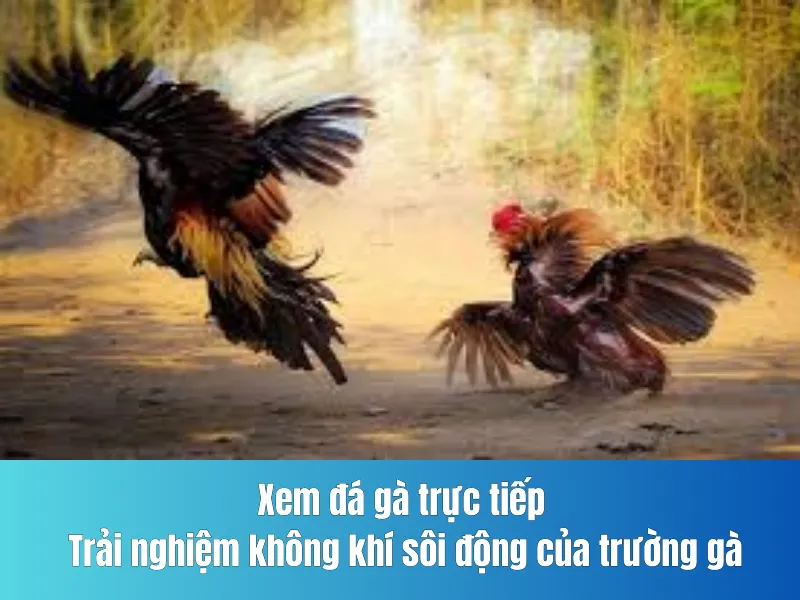 đá gà trực tiếp