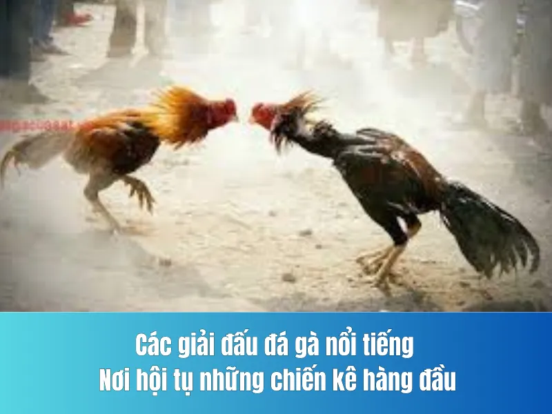 đấu đá gà