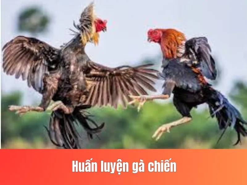 Huấn luyện gà chiến